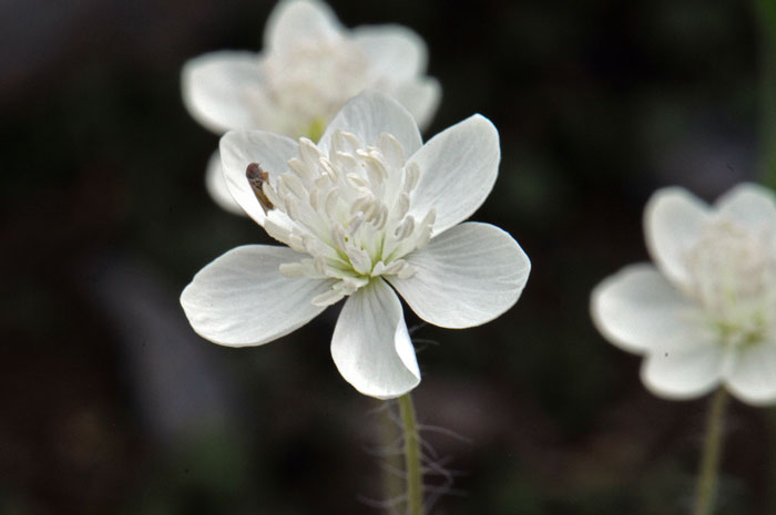 Platystemon californicus, Creamcups